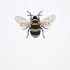 Feuilles A5 gravées d'une abeille